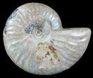 Silver Iridescent Ammonite - Madagascar #54868-1
